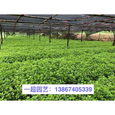 耧斗菜 耧斗菜价格 耧斗菜哪里有