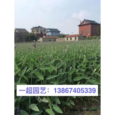 大宾菊 大滨菊