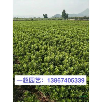 阔叶麦冬 阔叶麦冬基地价格 浙江阔叶麦冬大量批发