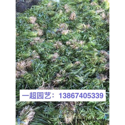 三色堇 精品四季草花三色堇价格 三色堇批发
