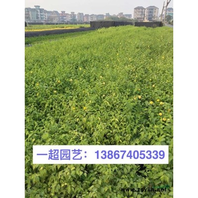 浙江薜荔 山蛇莓 华东蹄盖蕨 圆盖阴石蕨 水团花 水杨梅价格