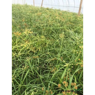 虎耳草 虎耳草基地 虎耳草小杯 虎耳草价格 精品虎耳草批发