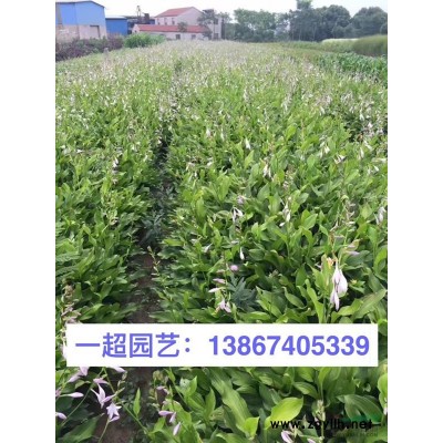 二月兰 二月兰基地 二月兰价格 优质二月兰批发