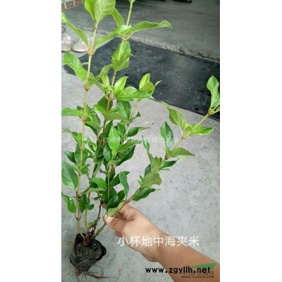 浙江金叶石菖蒲 批发/供应