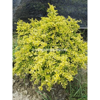 浙江小杯金叶大花六道木介绍/特征/用途