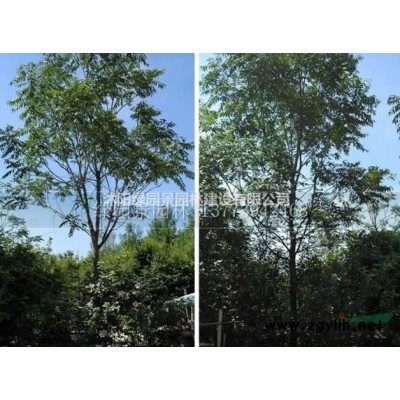 沭阳绿园景园林苗木基地供应/佛甲草/图片/产地直销/批发价格