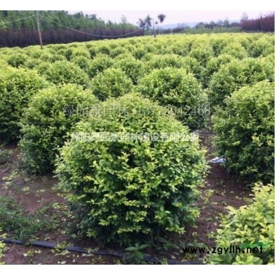 江苏蔷薇、藤本蔷薇基地新报价/紫藤、凌霄、络石、花叶络石