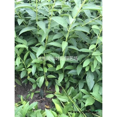 供应丛生胡柚树 及橘子树 各品种果苗