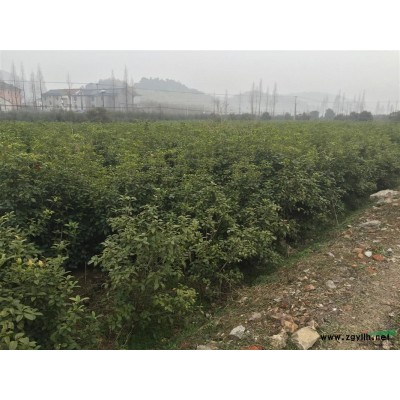 供应金边无秃子 小杯 大杯及球类