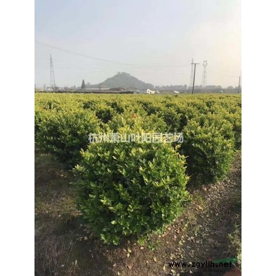金钟花（黄金条）色块苗 小毛球 及球类