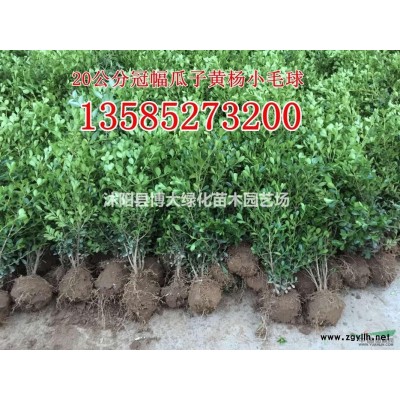 供应蔷薇 蔷薇小苗 50-150公分蔷薇工程大苗 规格*