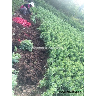 水蜡，45公分水蜡苗价格优惠，规格*，厂家直销