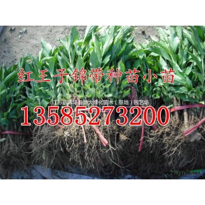 沙地柏，长度45公分沙地柏价格，沙地柏苗产地，规格*