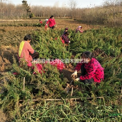 金叶女贞球出售、冠幅80-100公分精品金叶女贞球价格 基地直销