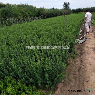 迎春价格 迎春苗基地 迎春苗图片 销售迎春苗 绿化苗木