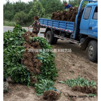 销售小叶黄杨 冠幅20-25公分小叶黄杨球价格 绿篱工程苗
