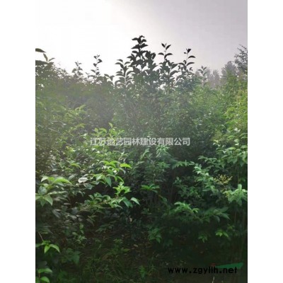 基地直销泡桐树 泡桐树照片 江苏泡桐树价格 江苏泡桐价格