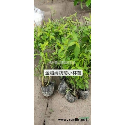 大叶黄杨球p1,2m---p2m冠精品
