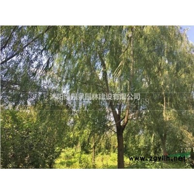 江苏玉兰基地/玉兰价格哪里好/哪家玉兰便宜/广玉兰/紫玉兰
