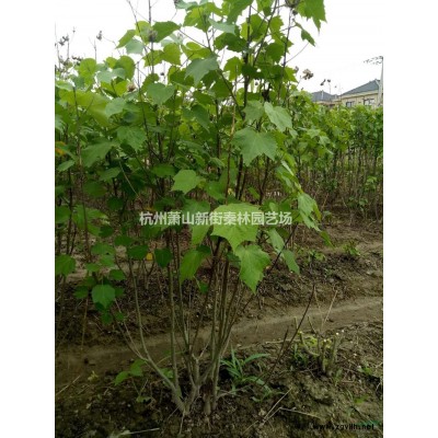 浙江供应金森女贞地苗 杭州金森女贞地苗 萧山小苗规格*