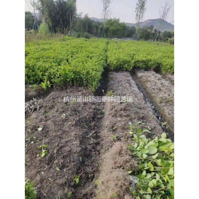 金鸡菊行情报价/金鸡菊图片展示