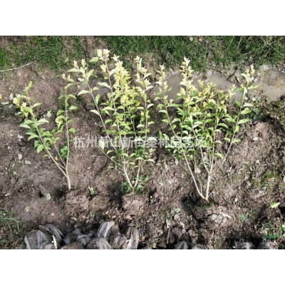 优质特价金禾女贞 浙江金禾女贞价格产地直销