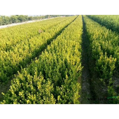 浙江供应鸡爪槭 杭州鸡爪槭 萧山鸡爪槭规格*