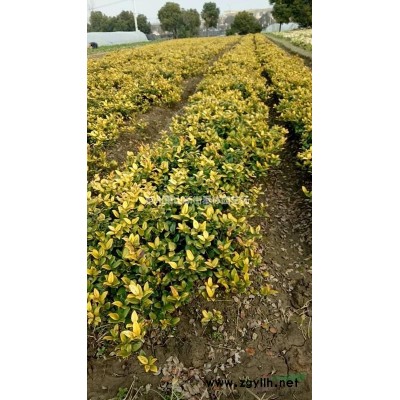 浙江红叶石楠地毛球 萧山红叶石楠毛球批发/供应