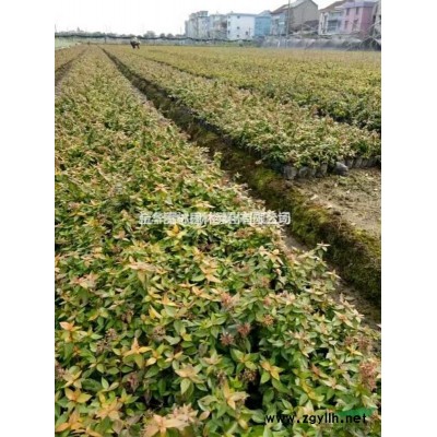 浙江香蒲 杭州香蒲介绍/特征/用途