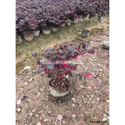 浙江细叶麦冬草 萧山细叶麦冬草哪里好/哪家便宜