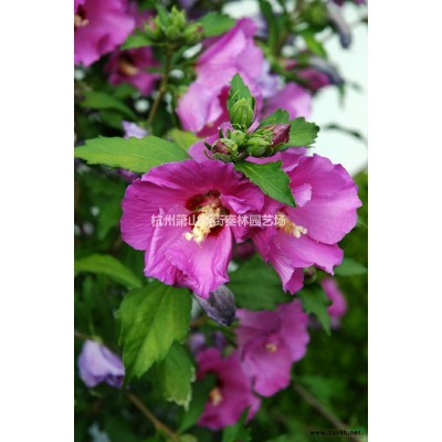 三色堇 萧山色块小苗图片/三色堇 萧山色块小苗报价