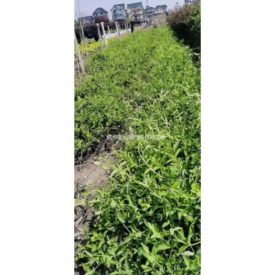 优质特价牵牛花 浙江小苗 杭州色块苗产地直销