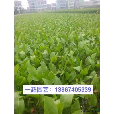 紫娇花 浙江精品紫娇花哪里便宜