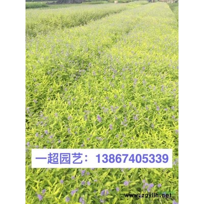 三白草 三白草哪里便宜 三白草基地 三白草直销