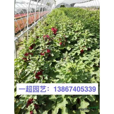 夹竹桃 精品夹竹桃 夹竹桃苗圃直销