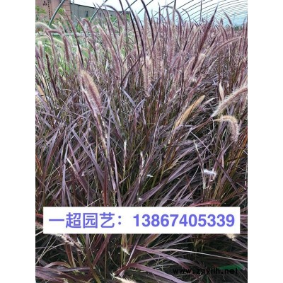 八宝景天 精品八宝景天批发