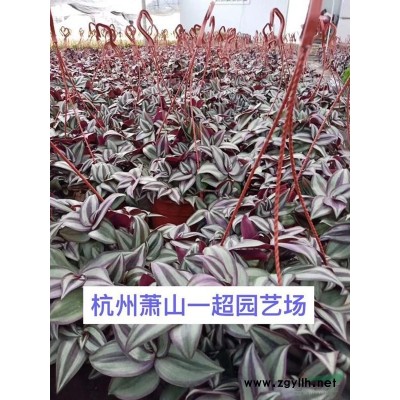 中华景天 中华景天基地价格