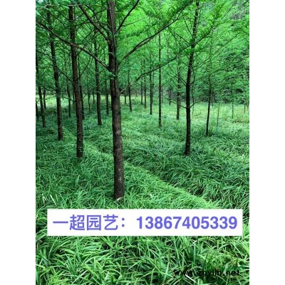 美女樱，红花美女樱，紫花美女樱 ，美女樱基地，美女樱价格