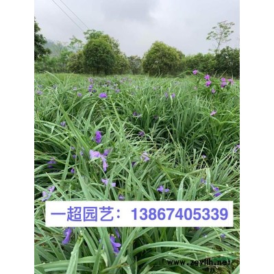 细叶莎草 细叶莎草价格 浙江纸莎草浙江便宜