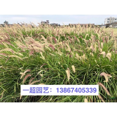 爬山虎 三叶爬山虎 五叶爬山虎 爬山虎苗圃直销