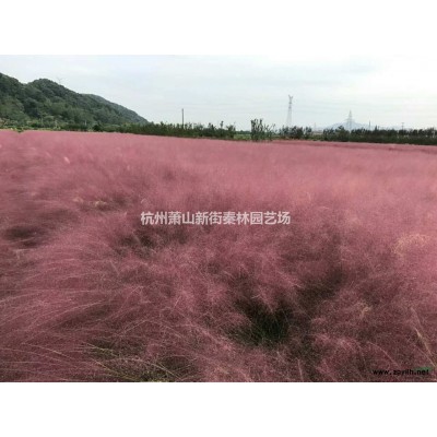 大杯黄金菊 萧山大杯黄金菊视频实拍