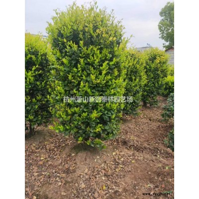 优质特价浙江玉带草 杭州玉带草低价产地直销