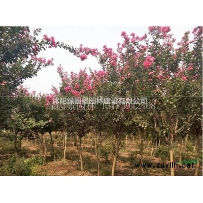 江苏榆叶梅基地/榆叶梅价格/江苏榆叶梅批发/榆叶梅供应