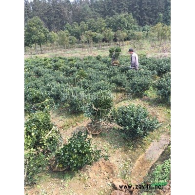 供应龟甲冬青小毛球及各规格球类