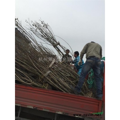 供应当年生夹竹桃小苗 及 多年生苗