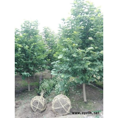 供应早樱 晚樱 各规格 分支高低都有