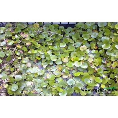 红花美人蕉行情报价\红花美人蕉图片展示