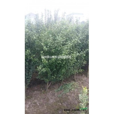 千屈菜，2020年千屈菜价格，千屈菜