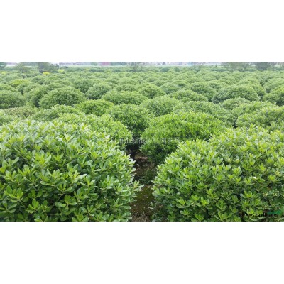 结香，结香供应，2020年结香价格，萧山苗木