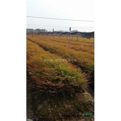 大叶黄杨，大叶黄杨供应，2020年大叶黄杨价格，萧山苗木